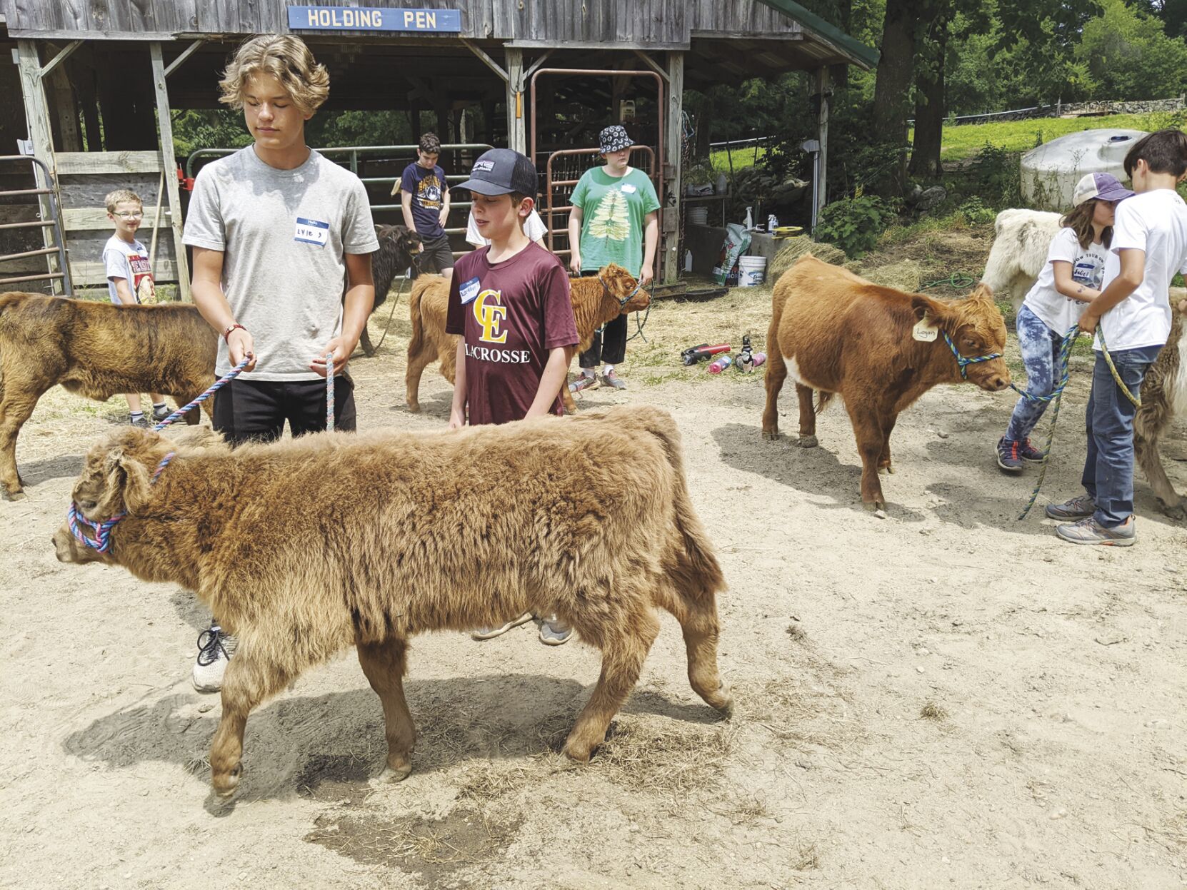 Teaching calves about people
